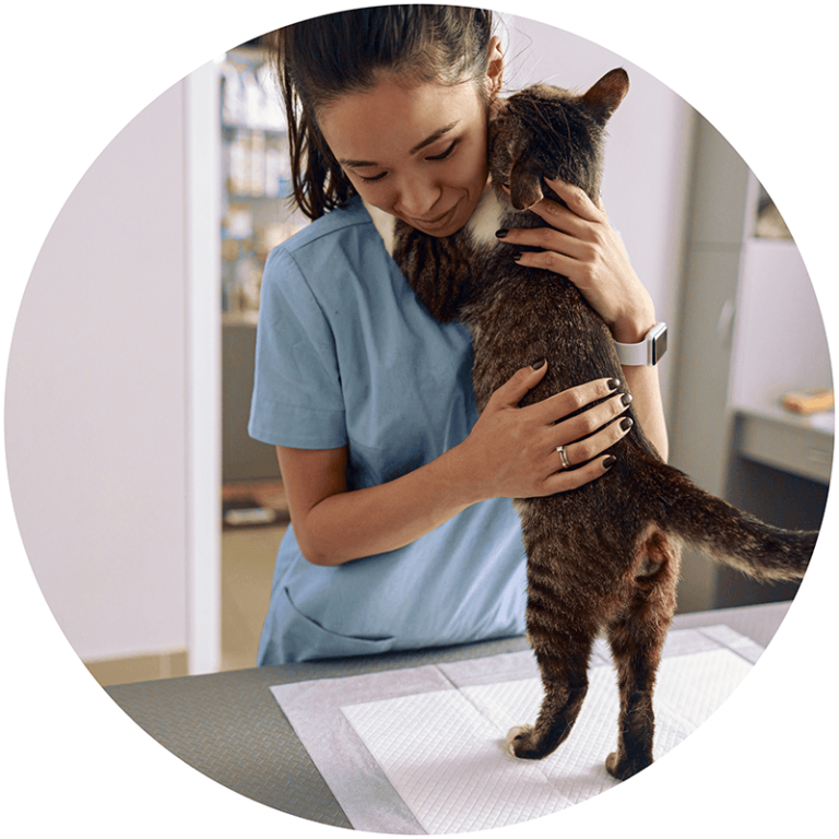 About Us Partner Veterinary