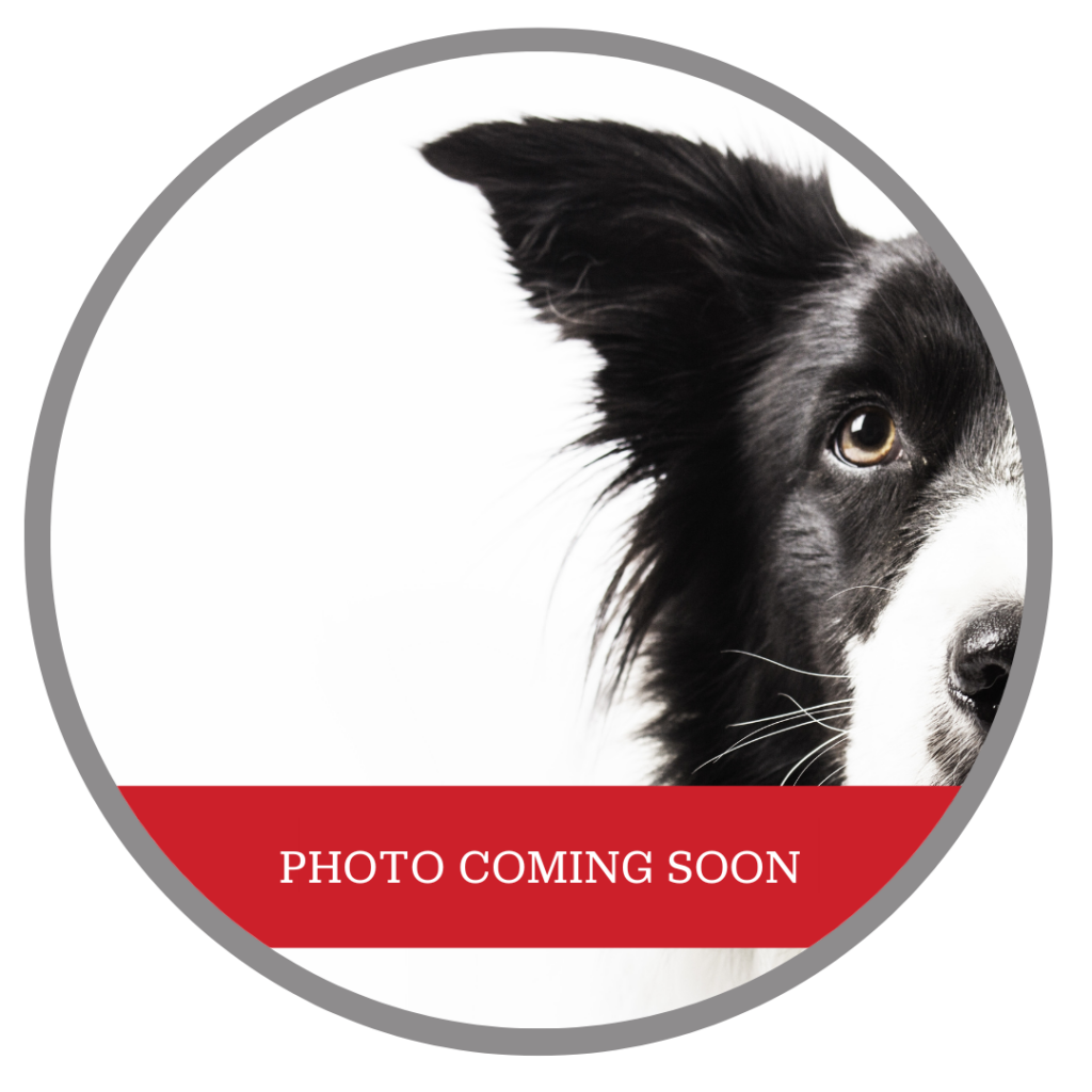 NeurologyFrederick Partner Veterinary