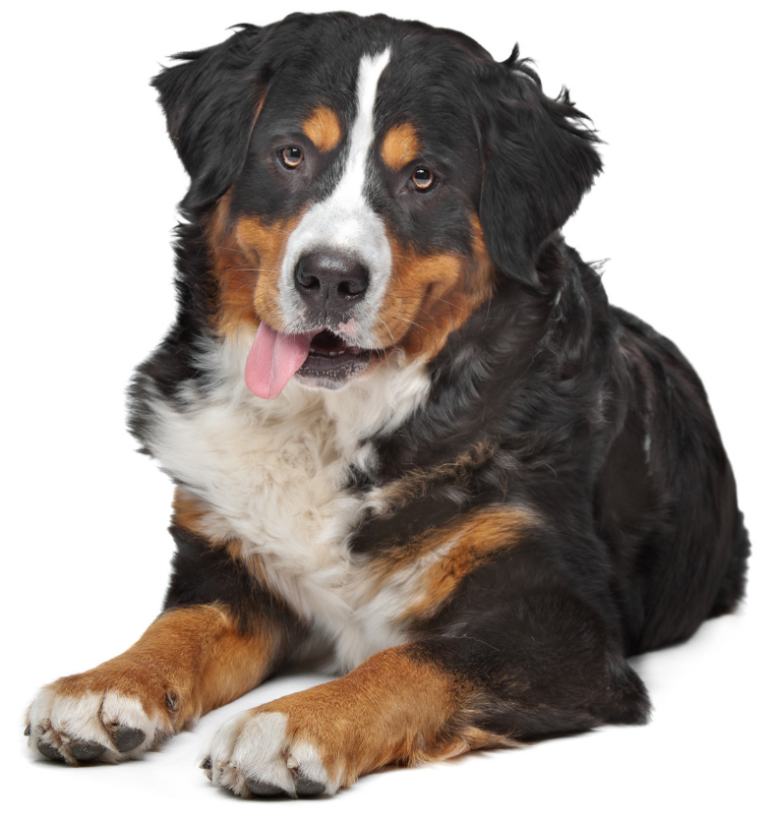Histiocytic sarcoma - Partner Veterinary