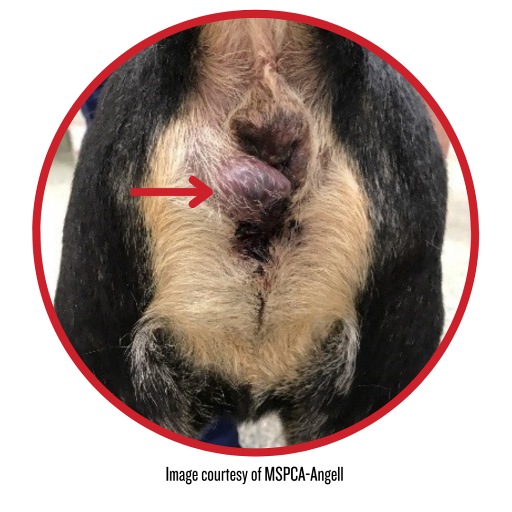 Anal sac tumors in dogs - Partner Veterinary