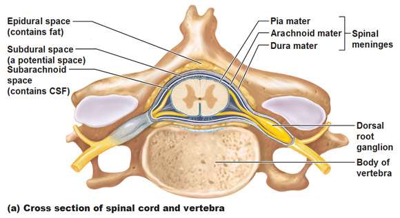 Steroid-Responsive Meningitis-Arteritis (SRMA) - Partner Veterinary