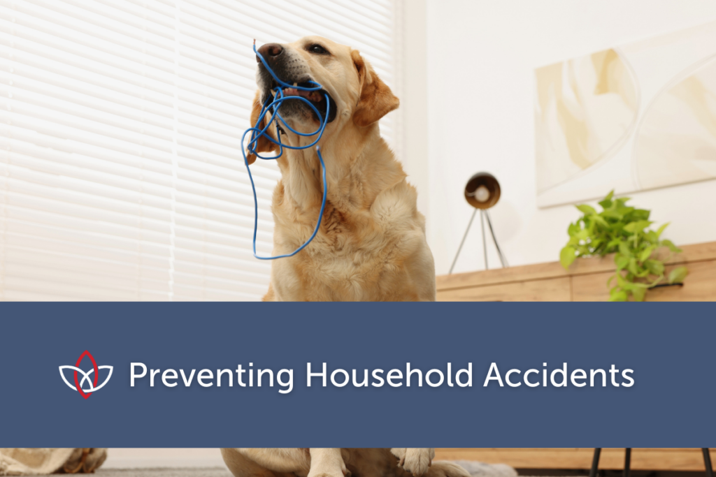 yellow lab chewing on wires which could lead to a emergency vet clinic visit
