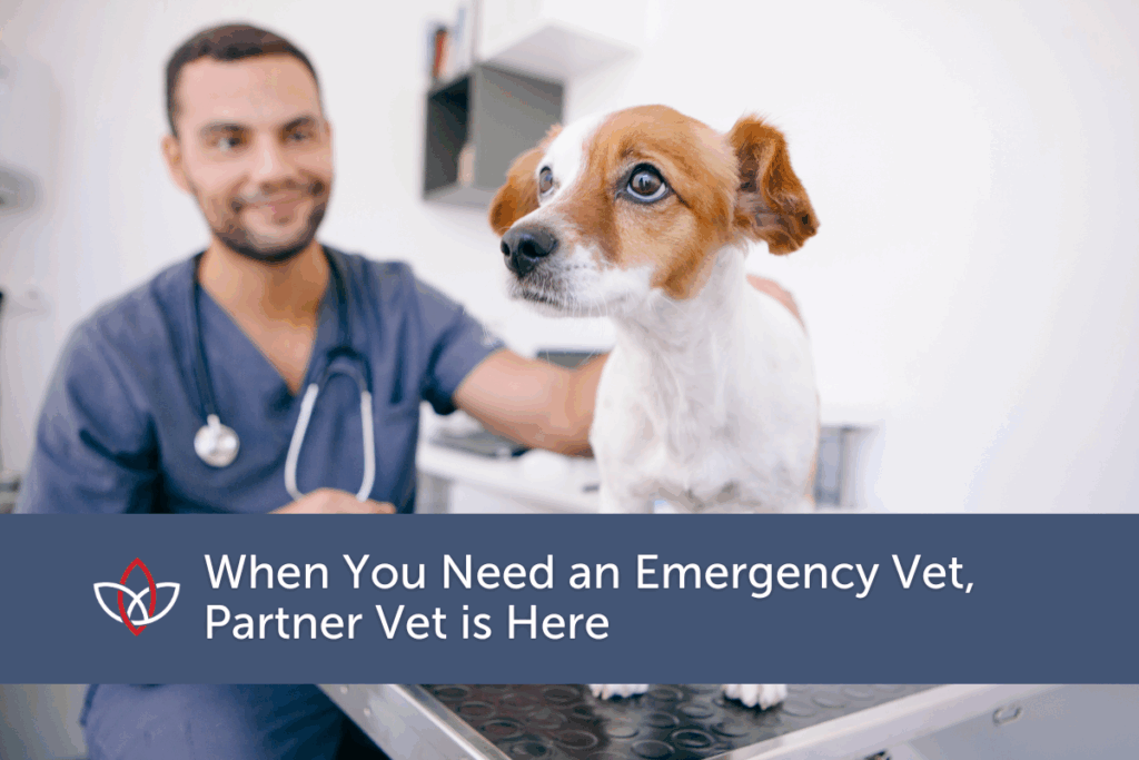 Decorative image of an emergency vet with a small dog