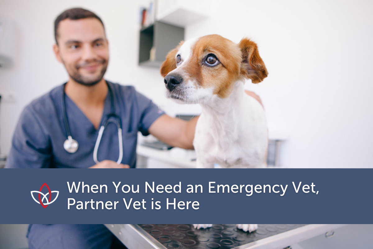 Government Veterinary Local Veterinary Hospitals Veg 24 Hour