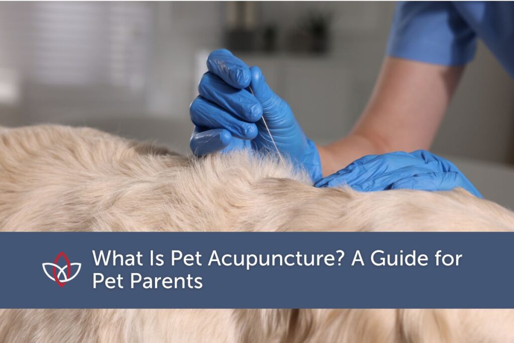 Pet acupuncture being performed on a dog
