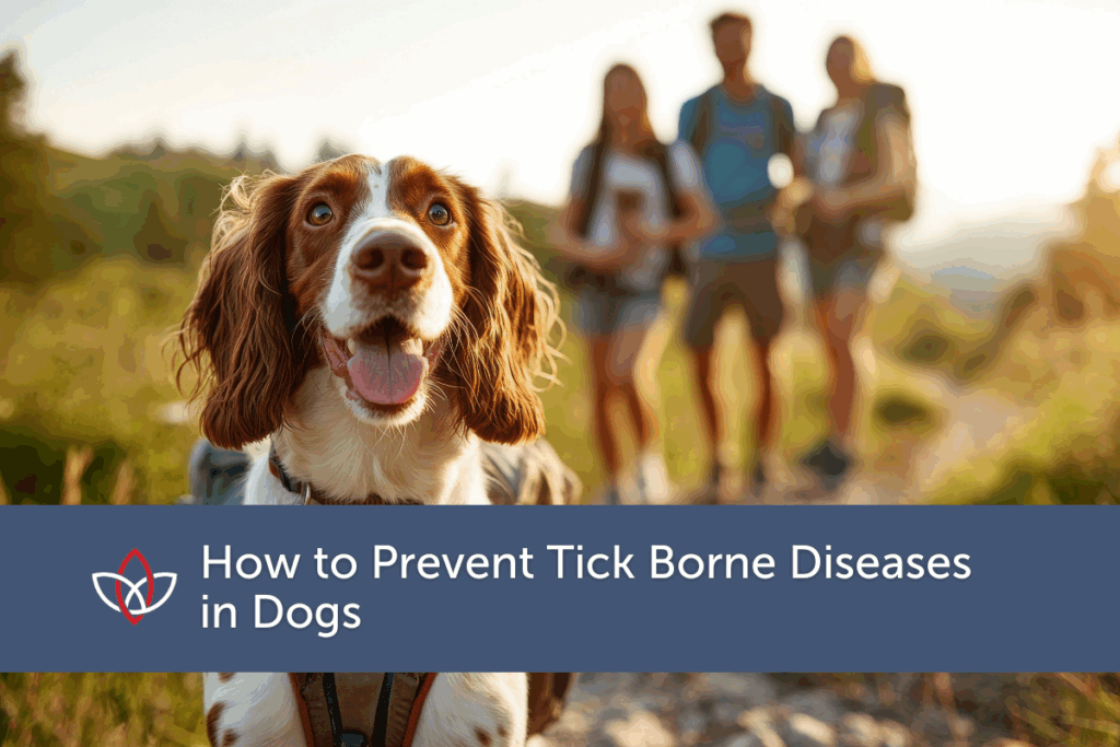 Decorative graphic for a blog about preventing tick borne diseases in dogs