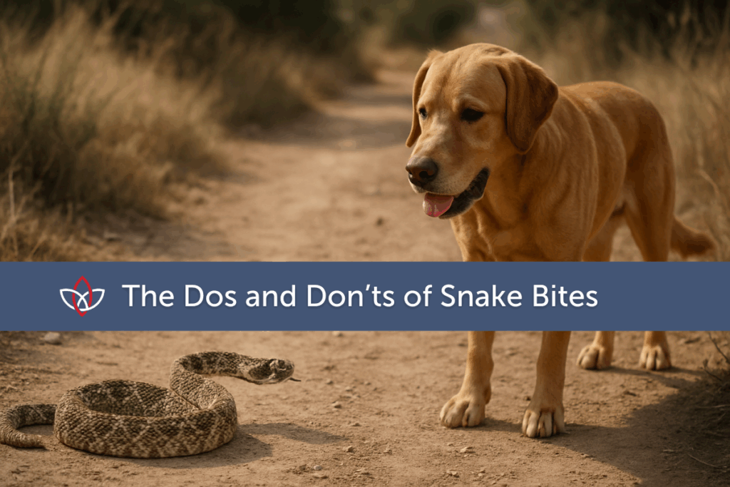 Golden retriever encountering a rattlesnake