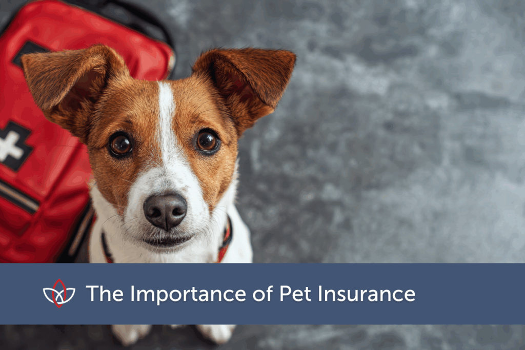 Jack russell terrier looking up at camera