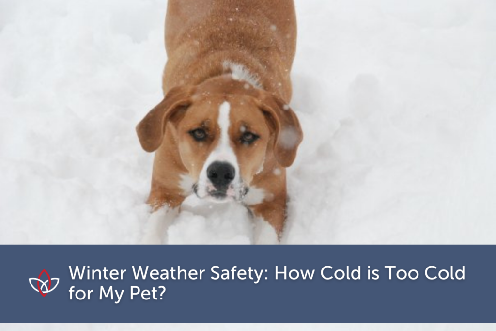 Do playing happily in the snow