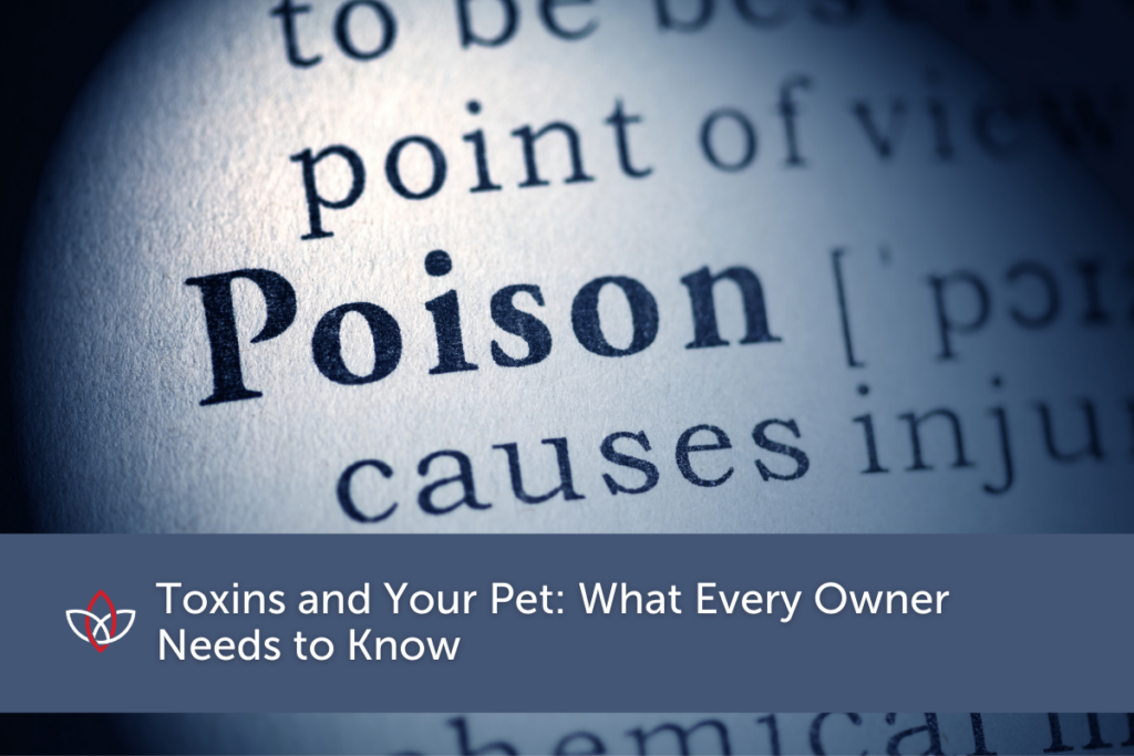 Decorative blog graphic focusing on the word poison for a poison control for pets blog