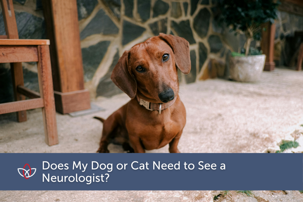Small brown dachshund sitting on a carpet and tilting his head 
