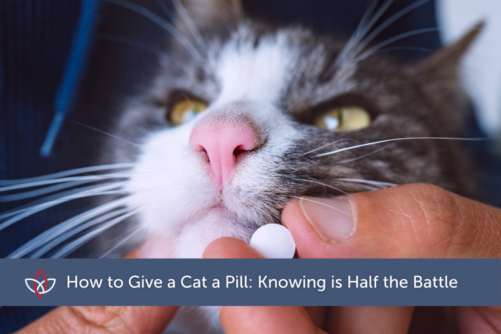 A close-up of a veterinarian giving a cat a pill