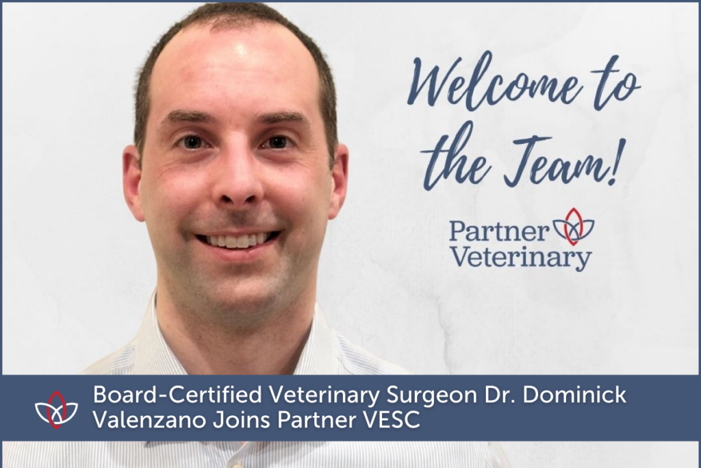 Decorative graphic welcoming Board-Certified Veterinary Surgeon Dr. Dominick Valenzano to the PV team