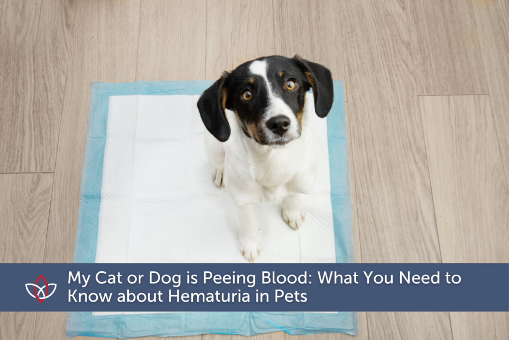 A young puppy is sitting on a puppy pee pad.