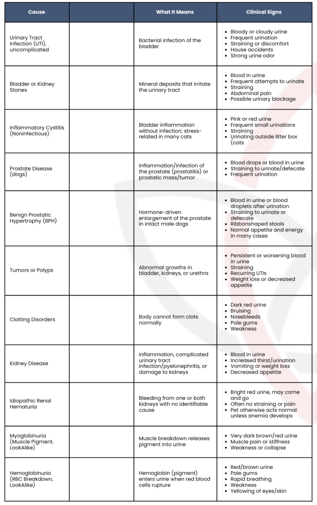 A chart explaining the different causes of why a pet would be peeing blood