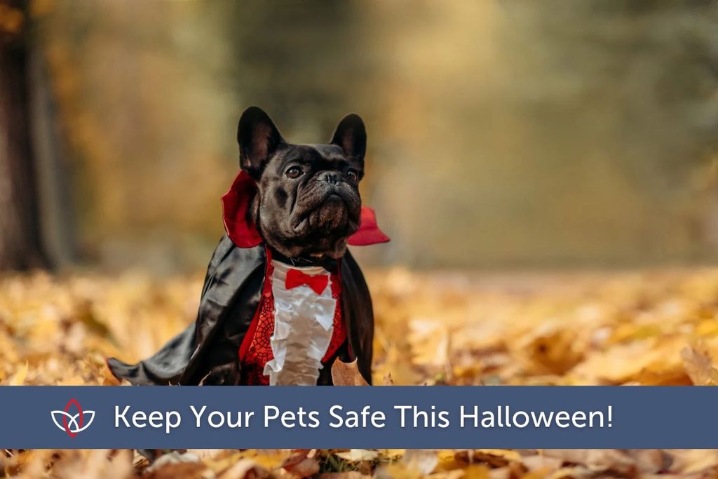 A black French bulldog dressed in a vampire costume