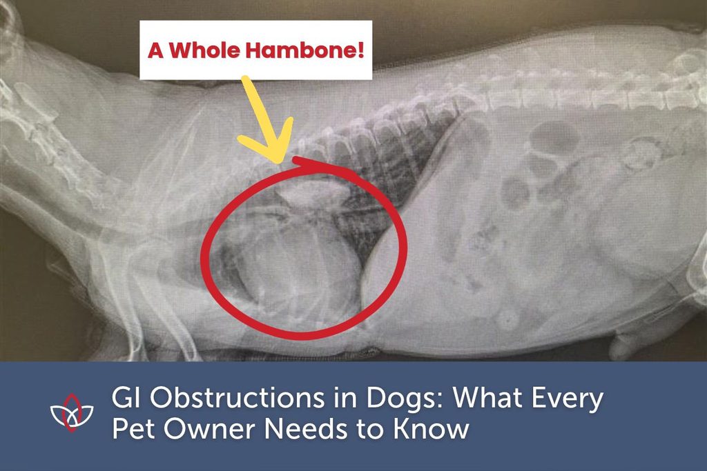 An X-ray showing a GI obstruction in a dog. The obstruction is a hambone